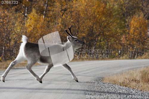 Image of reindeer calf