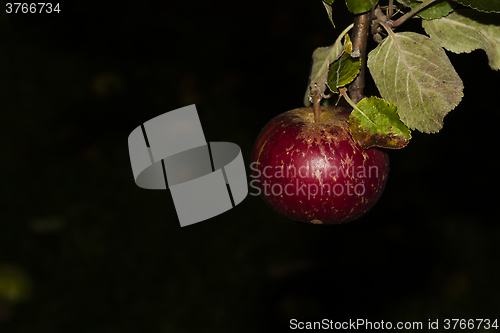 Image of red apple