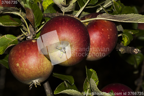 Image of trio of apples