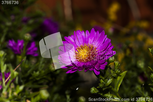 Image of new york aster