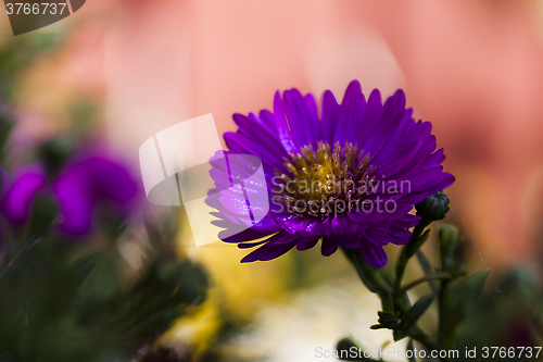 Image of new york aster