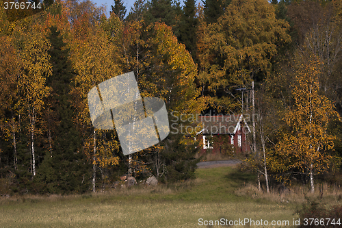 Image of fall trees