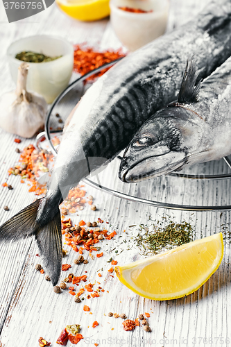 Image of one frozen mackerel