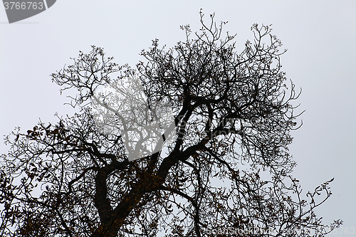 Image of dry branches of tree