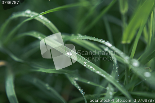 Image of Drops of dew on the grass