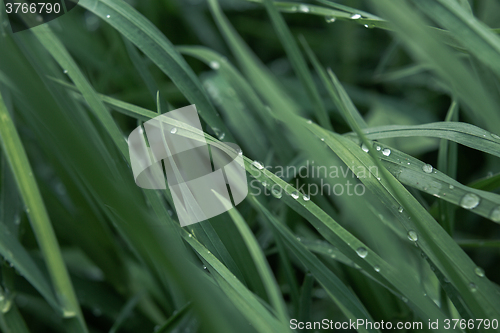 Image of Drops of dew on the grass