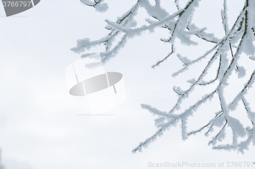 Image of Tree branches in the snow