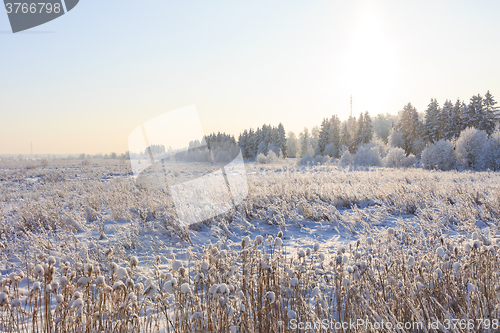 Image of Frosted trees against a blue sky