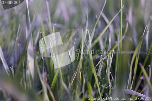 Image of Drops of dew on the grass