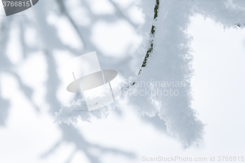 Image of Tree branches in the snow