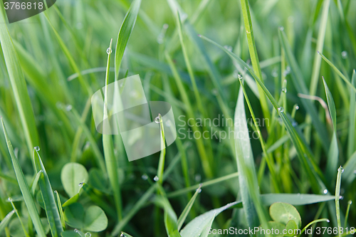 Image of Drops of dew on the grass