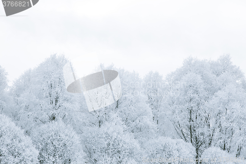 Image of Tree branches in the snow