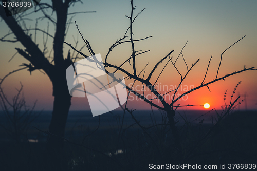 Image of Tree silhouette  at sunset 