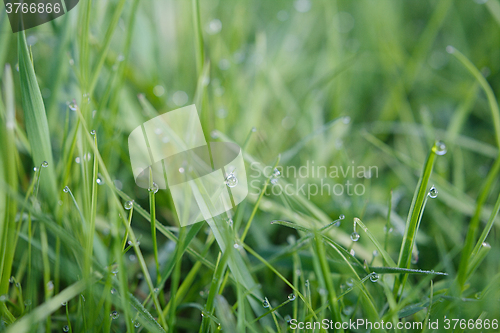 Image of Drops of dew on the grass