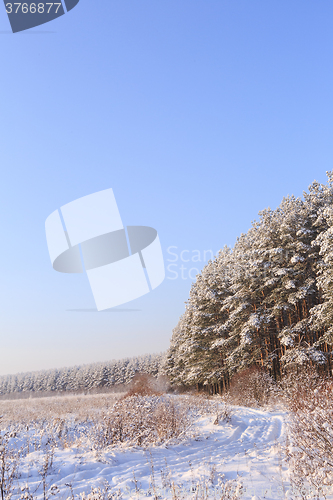 Image of Frosted trees against a blue sky