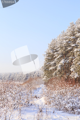 Image of Frosted trees against a blue sky