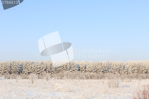 Image of Frosted trees against a blue sky