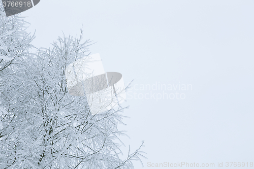 Image of Tree branches in the snow