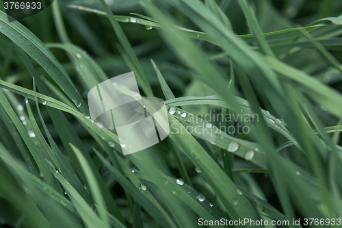 Image of Drops of dew on the grass