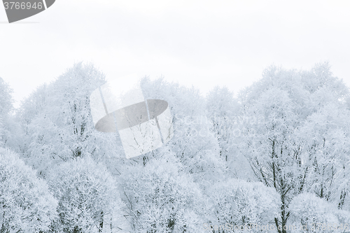 Image of Tree branches in the snow