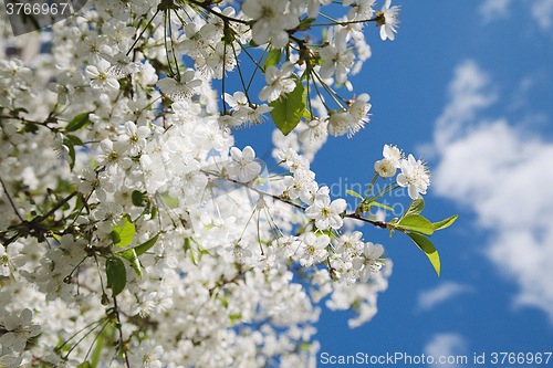 Image of White flowers on a background of blue sky