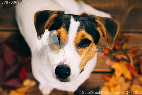 Image of Jack Russell sits and looks into the camera