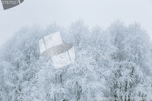 Image of Tree branches in the snow