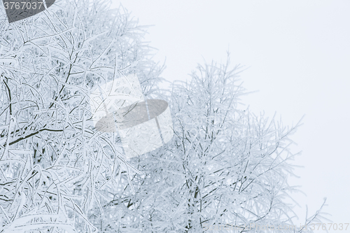 Image of Tree branches in the snow