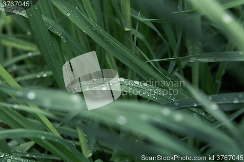 Image of Drops of dew on the grass