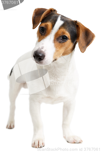 Image of Jack Russell Terrier of white background