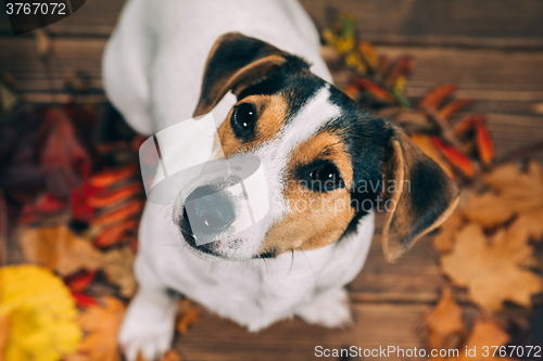 Image of Jack Russell sits and looks into the camera