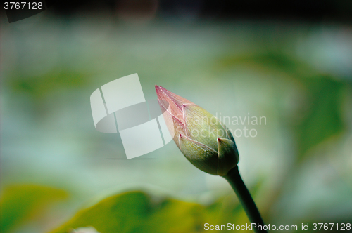 Image of Lotus bud