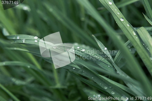 Image of Drops of dew on the grass