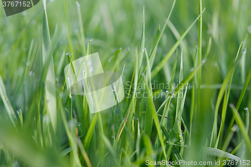 Image of Drops of dew on the grass