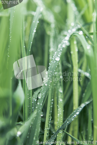 Image of Drops of dew on the grass