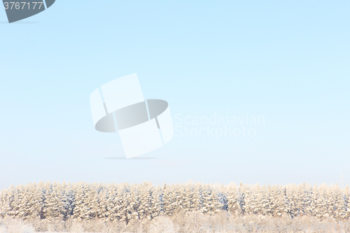 Image of Frosted trees against a blue sky