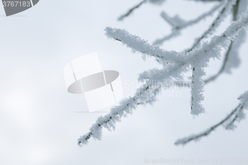 Image of Tree branches in the snow