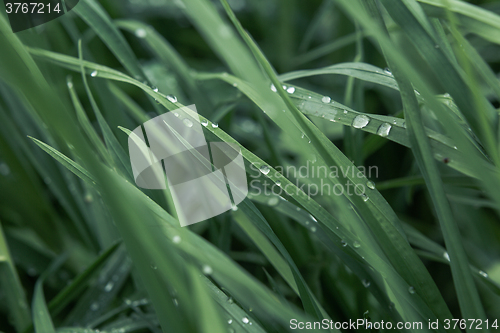 Image of Drops of dew on the grass