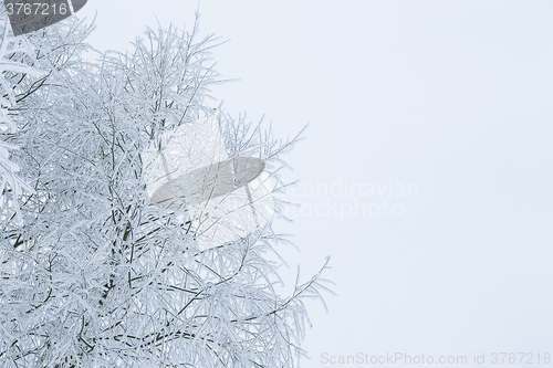 Image of Tree branches in the snow