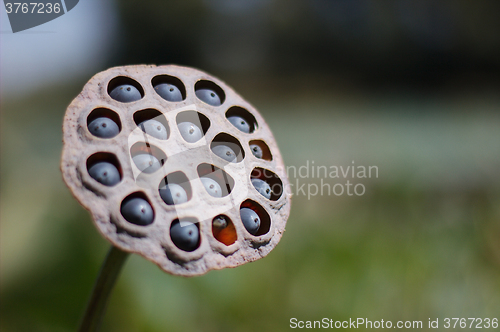 Image of Lotus seeds