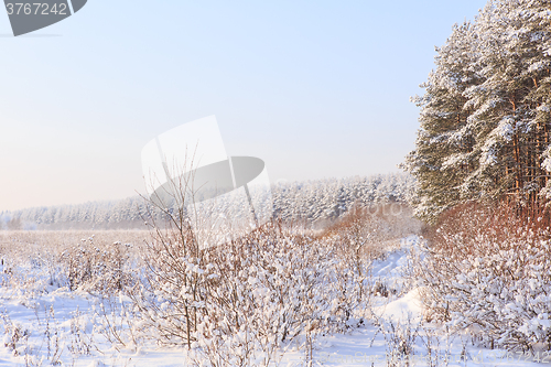 Image of Frosted trees against a blue sky