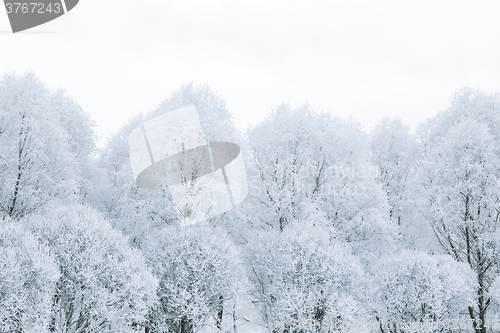 Image of Tree branches in the snow