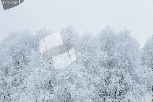 Image of Tree branches in the snow