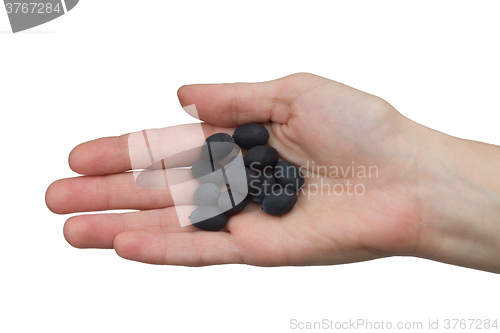 Image of Lotus seeds in hand