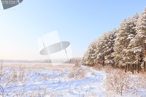 Image of Frosted trees against a blue sky