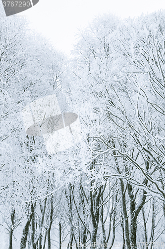 Image of Tree branches in the snow