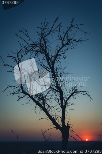 Image of Tree silhouette  at sunset 