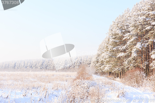 Image of Frosted trees against a blue sky