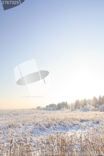 Image of Frosted trees against a blue sky