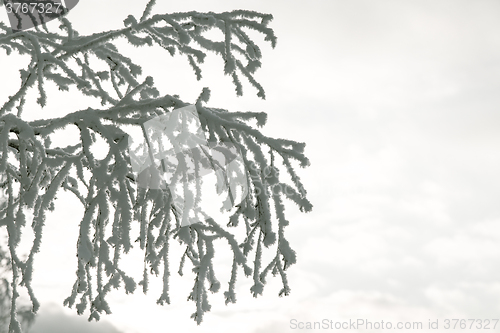 Image of Tree branches in the snow